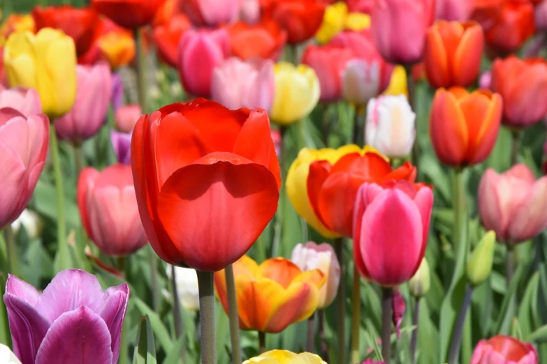 a field of red, yellow, and pink tulips, a picture, romanticism, beautiful flower, istockphoto, gray, full of colour 8-w 1024