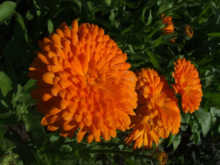 a close up of a bunch of orange flowers, full of colour 8-w 1024, gentle shadowing, marigold flowers, astonishing detail