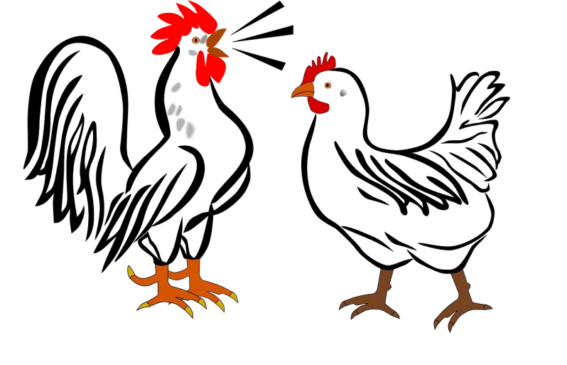 a couple of chickens standing next to each other, inspired by Jacques Callot, deviantart contest winner, black backround. inkscape, cave paintings, color and contrast corrected, pirates