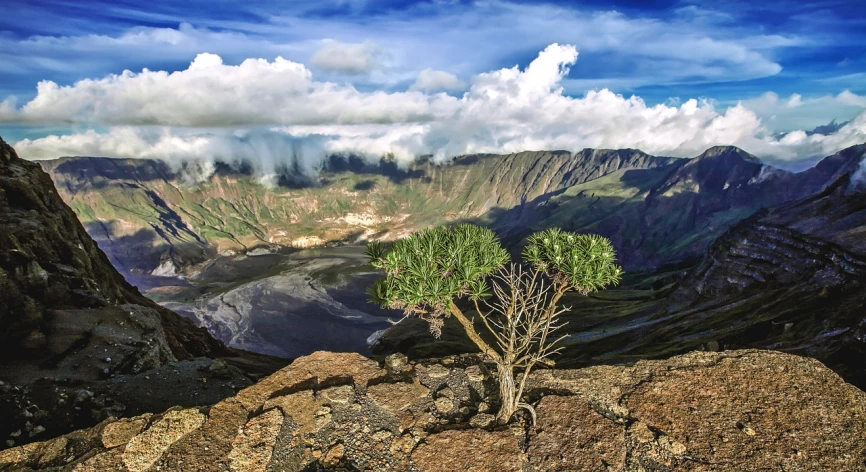 a lone tree sitting on the edge of a cliff, a detailed matte painting, by Richard Hess, pixabay contest winner, sumatraism, reunion island landscape, flora-lush-crater, strange trees and clouds, panoramic shot