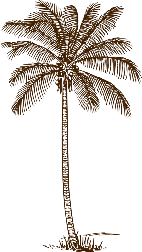 a brown palm tree on a black background, a digital rendering, by Andrei Kolkoutine, hurufiyya, woodcut style, siluette, detailed screenshot, etched relief