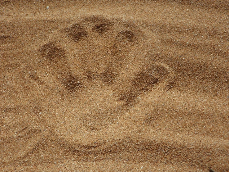 a hand print in the sand of a beach, inspired by Henri Michaux, bear, detailed zoom photo, shot on 85mm, sahara