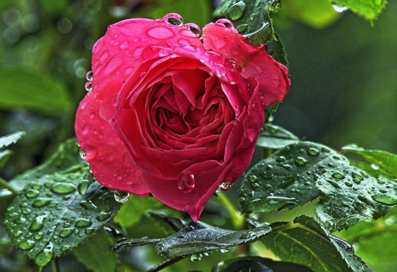 a red rose with water droplets on it, a picture, by Jim Nelson, pink flower, flowers sea rainning everywhere, tonemapped, pouring rain