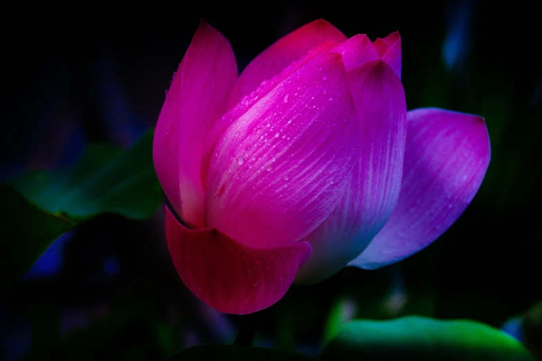 a pink flower with water droplets on it, by Jan Rustem, flickr, art photography, lotuses, vivid vibrant deep colors, 4k serene, magenta and crimson and cyan