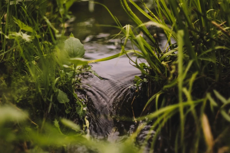 a stream running through a lush green forest, a picture, by Jacob Toorenvliet, unsplash, renaissance, shot from behind blades of grass, water droplet, sitting at a pond, storm drain