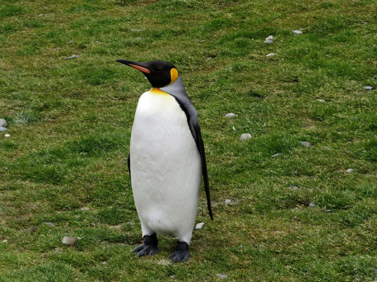 a penguin that is standing in the grass, flickr, the king in yellow, but very good looking”, elegant regal posture, ginormous