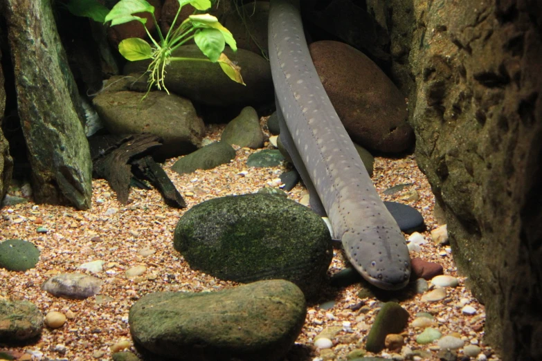 a close up of a fish in an aquarium, by Robert Brackman, flickr, mingei, gulper eel, newts, lizard on ground, full - length photo