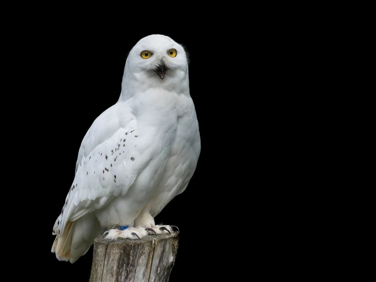 a white owl sitting on top of a wooden post, a portrait, by Raymond Normand, shutterstock, on a black background, still from harry potter, isolated white background, snow