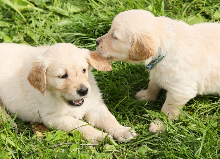 a couple of dogs laying on top of a lush green field, a stock photo, shutterstock, golden retriever, puppies, calmly conversing 8k, middle close up shot