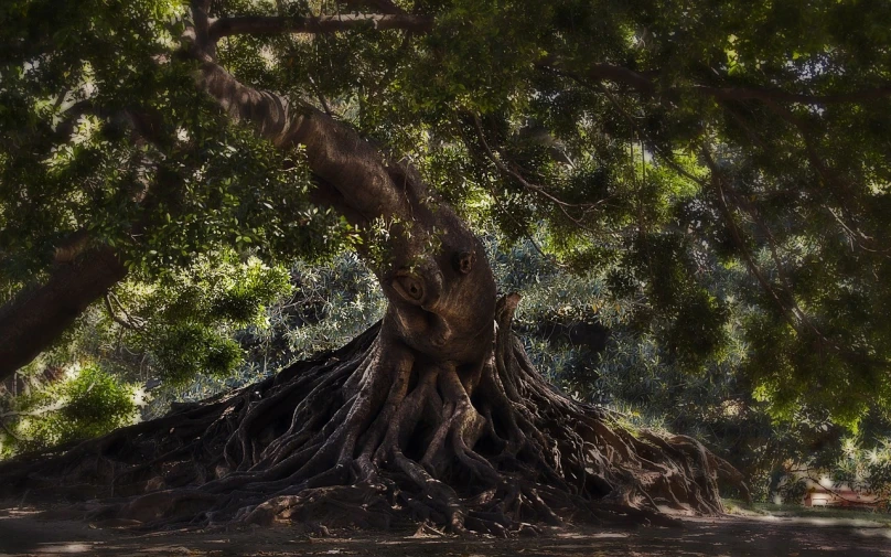 a giraffe standing in the shade of a tree, a picture, pixabay contest winner, sumatraism, roots underwater, an old twisted tree, photobashing, huge ficus macrophylla