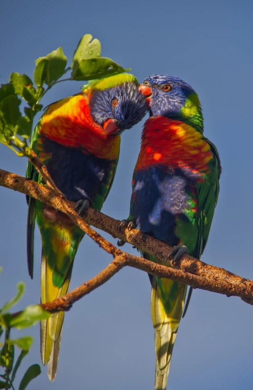 two colorful birds sitting on top of a tree branch, a portrait, by Peter Churcher, flickr, the kiss, australia, srgb, very colorful heavenly