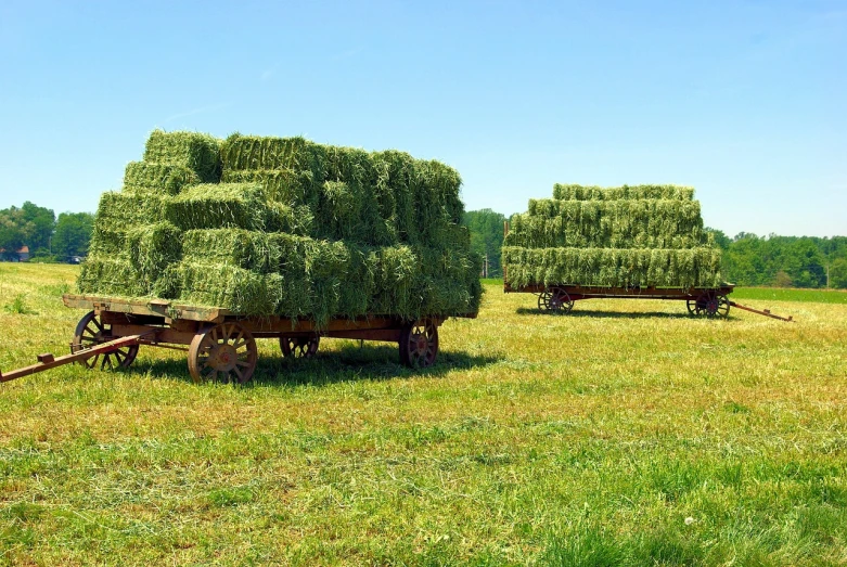 a wagon filled with hay sitting on top of a lush green field, various sizes, cypresses, outdoor fairgrounds, istockphoto