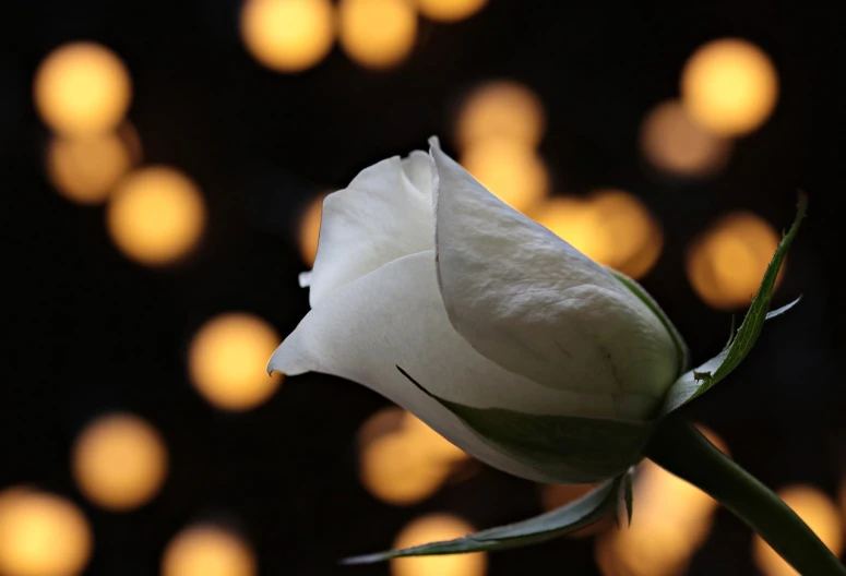 a white rose with blurry lights in the background, funeral, profile picture, 3 4 5 3 1
