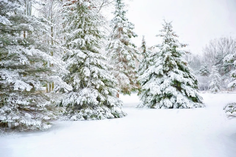 a man riding skis down a snow covered slope, a photo, by Pamela Drew, fine art, beautiful pine tree landscape, snow blizzard in woodland meadow, photo of a beautiful, fir trees