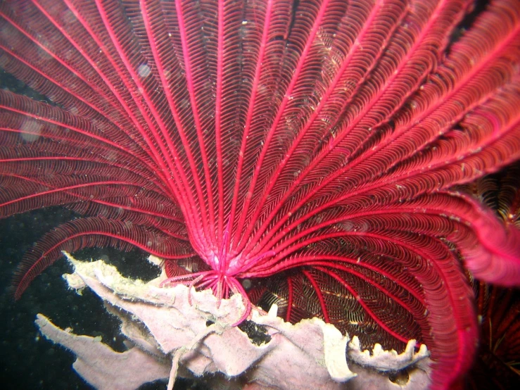 a red sea fan sitting on top of a rock, a macro photograph, flickr, huge feathery wings, rich deep pink, giant terrestrial starfish!!!!!, intricate fine lines