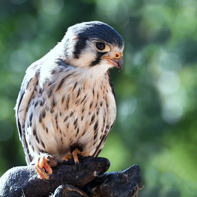 a close up of a bird of prey on a glove, a portrait, by Dietmar Damerau, pexels, sitting on a rock, fierce expression 4k, istock, 2 years old