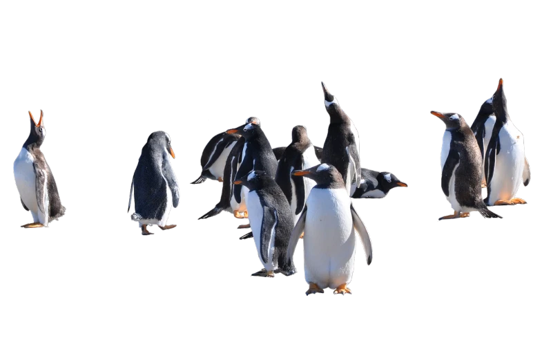 a group of penguins standing next to each other, a raytraced image, by Jan Rustem, dancing with each other, panorama shot, with a black background, having fun in the sun