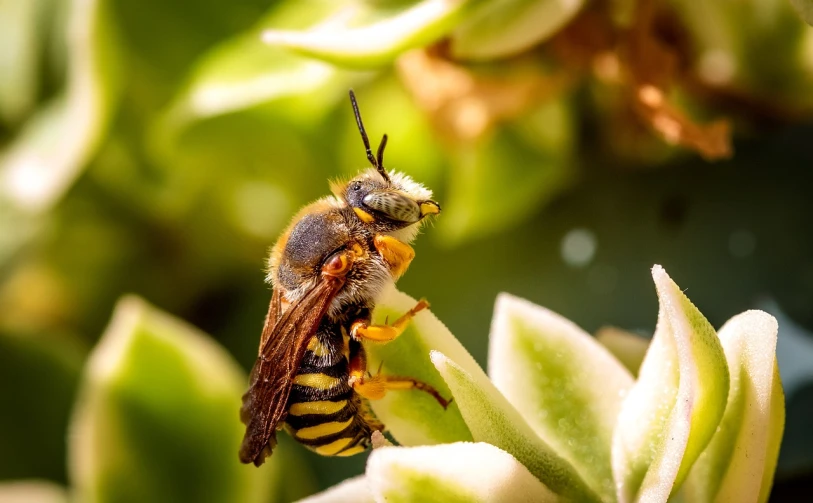 a close up of a bee on a plant, a macro photograph, by Juergen von Huendeberg, shutterstock, hurufiyya, avatar image, various posed, ready to eat, very sharp and detailed photo