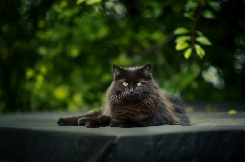 a black cat laying on top of a table, a portrait, by Emma Andijewska, unsplash, sitting in the garden, fluffy green belly, dark and realistic, regal pose