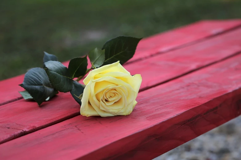 a single yellow rose sitting on a red bench, high res, high resolution, shallow depth, high res photo