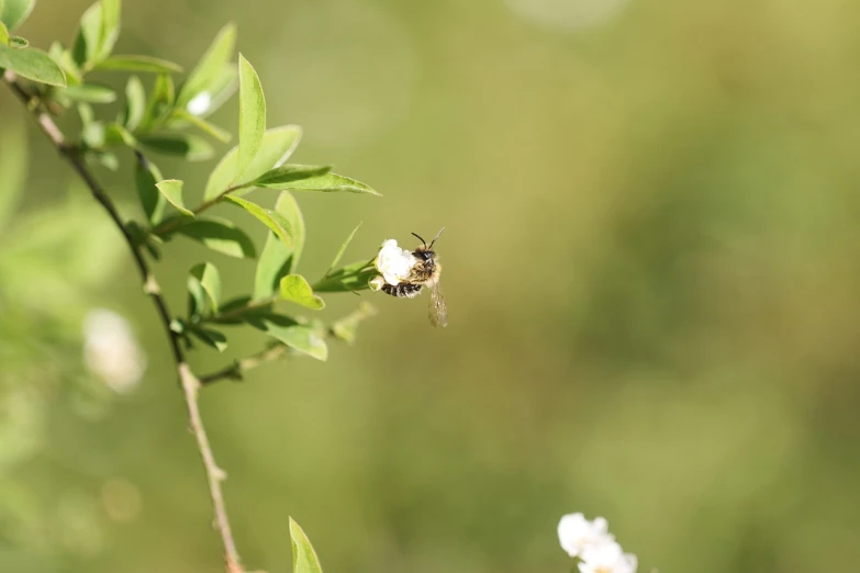 a close up of a bee on a tree branch, hurufiyya, basil leaves flying all over, 33mm photo