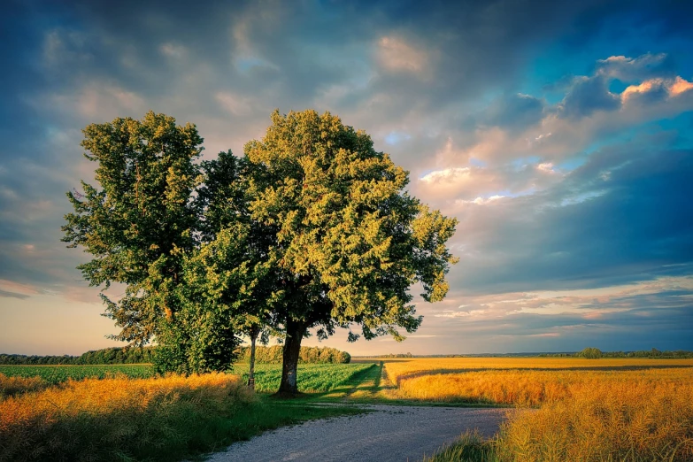 a lone tree sitting on the side of a dirt road, a picture, inspired by Phil Koch, shutterstock, late summer evening, sitting under a tree, green and yellow colors, on a sunny day