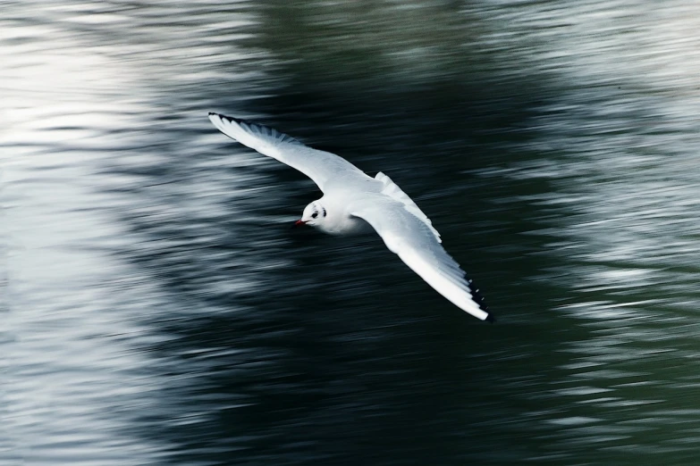 a white bird flying over a body of water, a picture, by Hans Schwarz, shutterstock, arabesque, slow - shutter, red-eyed, 35 mm product photo”, vladimir pchelin