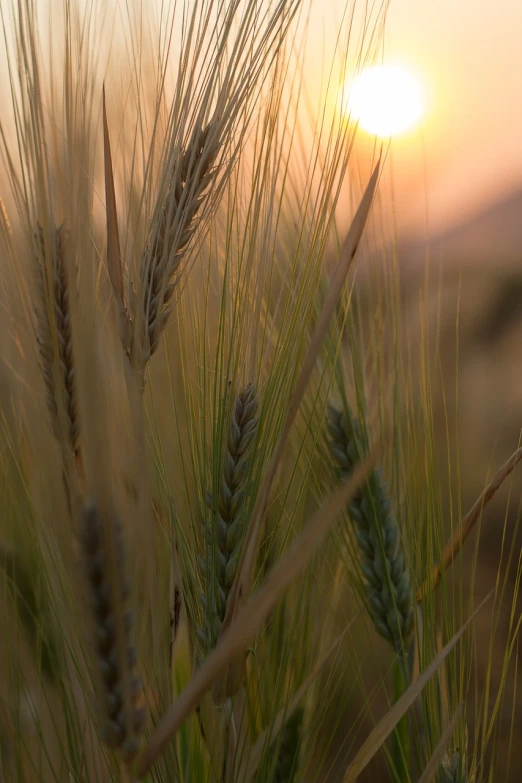 a field of wheat with the sun setting in the background, a picture, precisionism, close up photo, 8 0 mm photo, backlit ears, close-up photo