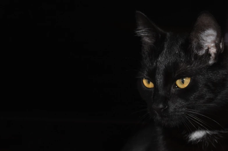 a close up of a black cat with yellow eyes, a portrait, by Maksimilijan Vanka, pexels, minimalism, it's night time, low iso, photo of ghost of anubis, portrait of a goth catgirl