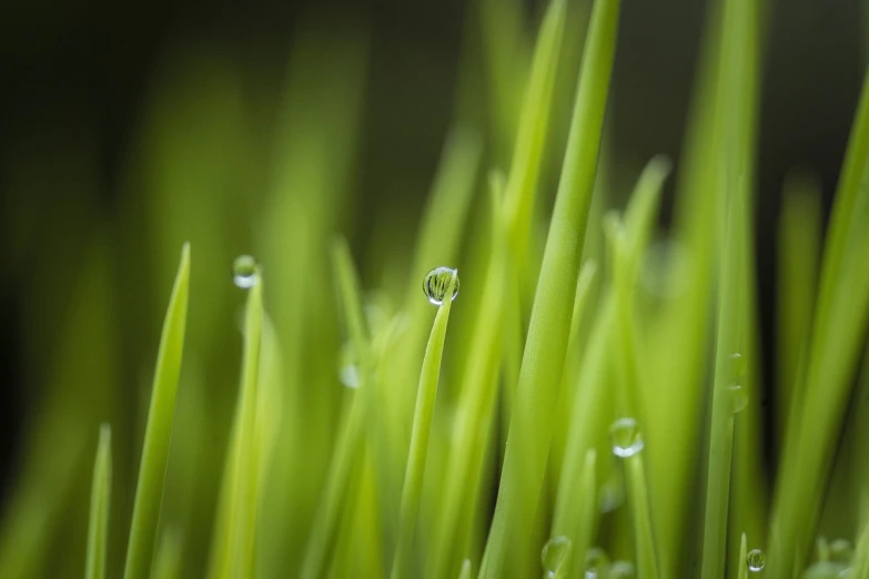 a close up of some grass with water droplets, a macro photograph, by Andrew Domachowski, pixabay, minimalism, crystal-clear-focus, grain”