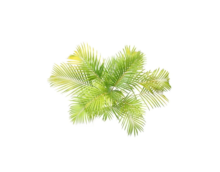 a close up of a palm tree on a white background, by Maeda Masao, isometric top down left view, watercolor digital painting, high - angle view, backlight green leaves