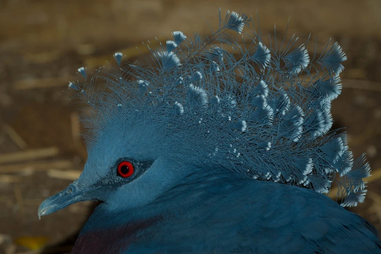 a close up of a blue bird with a red eye, by Jan Rustem, featured on zbrush central, hurufiyya, blue mohawk hairstyle, picture taken in zoo, blue tiara, ultra realistic photograph