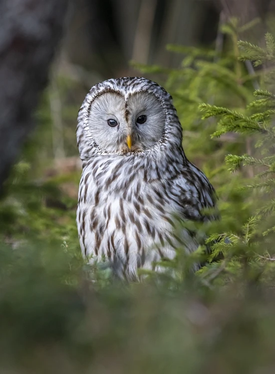 a large owl sitting on top of a lush green forest, a portrait, by Jaakko Mattila, silver haired, in an arctic forest, taken with canon 5d mk4, 2 0 2 2 photo