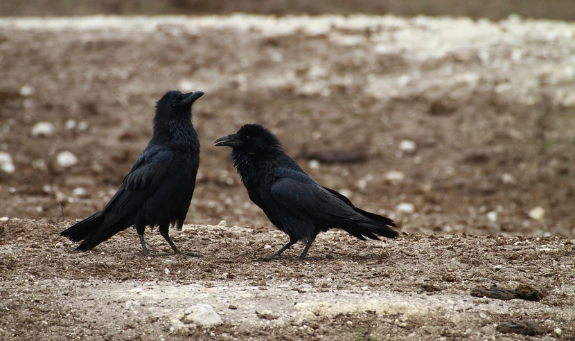 a couple of black birds standing on top of a dirt field, by Gonzalo Endara Crow, flickr, vanitas, mischievous!!, dressed in black velvet, high res photo, talking