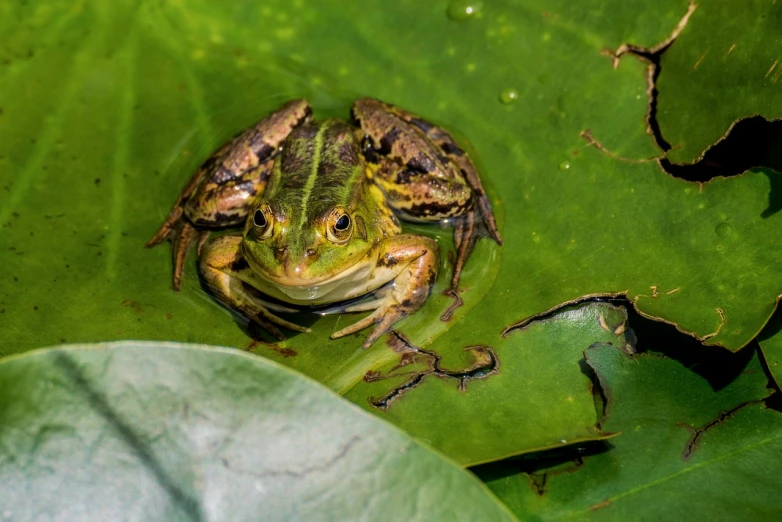 a frog sitting on top of a green leaf, renaissance, nymph in the water, outdoor photo