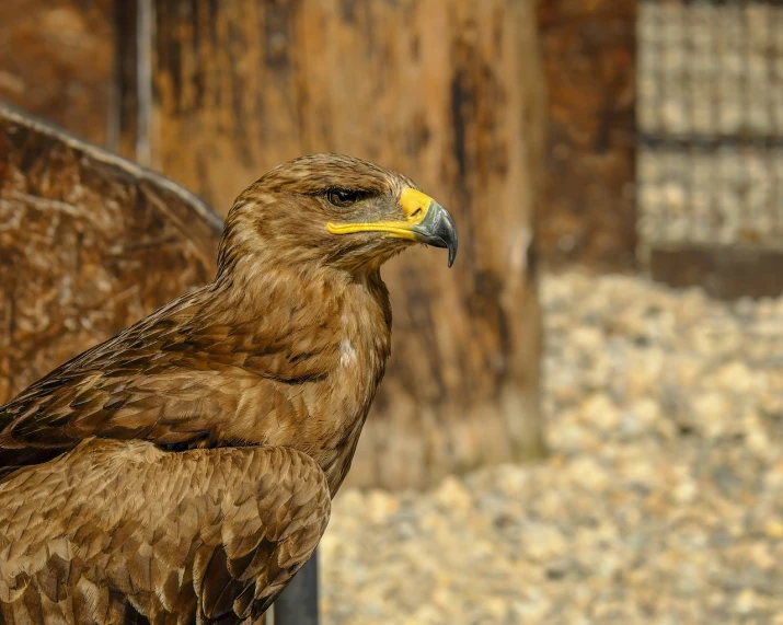 a close up of a bird of prey, a portrait, shutterstock, renaissance, picture taken in zoo, museum quality photo, in the sun, portrait of rugged zeus