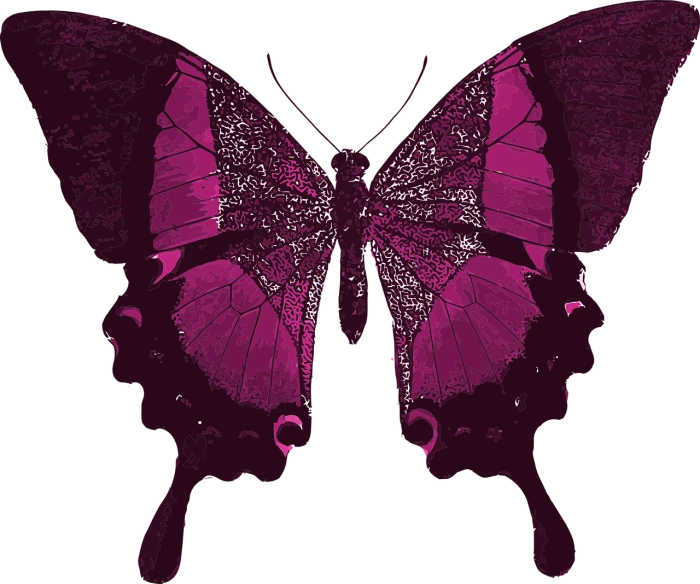 a close up of a butterfly on a black background, a stipple, pixabay, digital art, magenta shirt, isolated on white background, edited in photoshop, vector