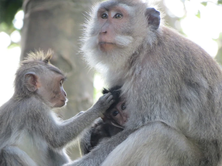 a group of monkeys sitting next to each other, a portrait, by Basuki Abdullah, shutterstock, mummy, kuntilanak on bayan tree, grey ears, closeup 4k