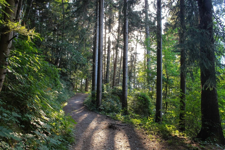 a dirt road in the middle of a forest, a picture, by Joseph von Führich, shutterstock, summer evening, trekking in a forest, slightly sunny weather, black forest