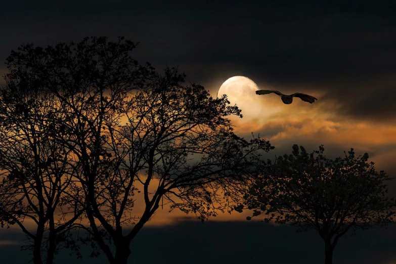 a bird flying in front of a full moon, a photo, by Linda Sutton, shutterstock, romanticism, strange trees and clouds, award winning shot, beautiful and spectacular dusk, awesome greate composition