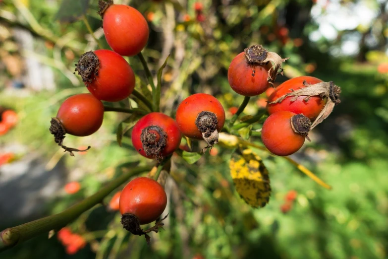 a close up of a bunch of fruit on a tree, a portrait, by Jan Rustem, pexels, bauhaus, natural point rose', hips, goat, version 3