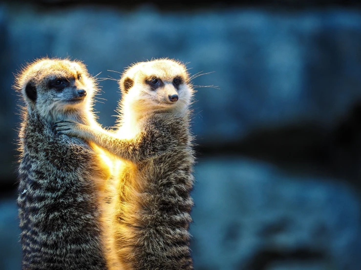 a couple of meerkats standing next to each other, a picture, by Marten Post, romanticism, light glare, arms extended, wallpaper!, just a cute little thing