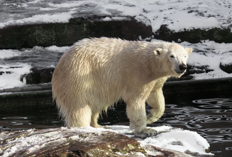 a polar bear standing on top of a snow covered rock, a portrait, hurufiyya, watch photo