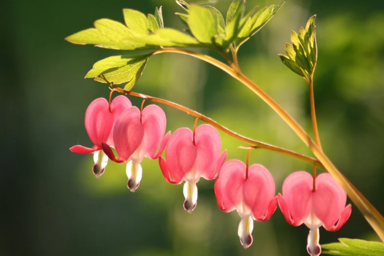 a close up of a plant with pink flowers, by Jan Henryk Rosen, shutterstock, hearts, berries dripping, wisconsin, shade