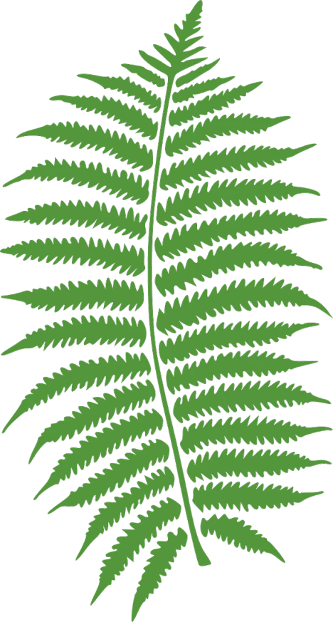 a green fern leaf on a black background, inspired by Katsushika Ōi, hurufiyya, vectorized, graphic detail, screen cap, jurassic image