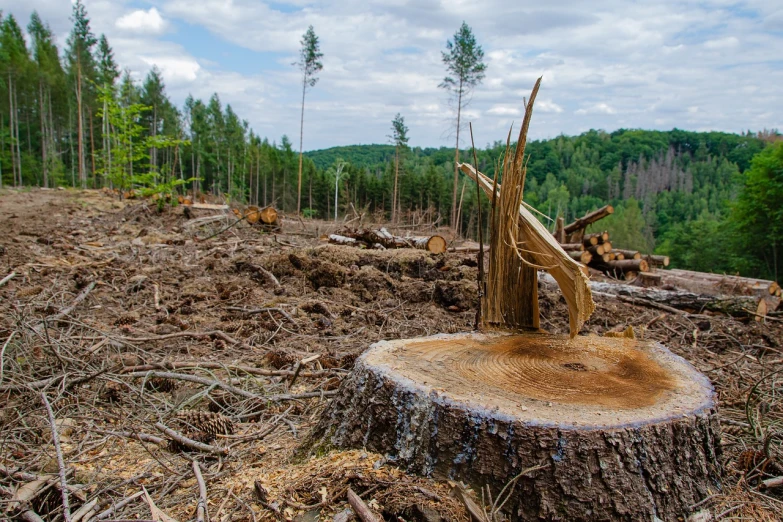 a piece of wood sitting on top of a tree stump, a stock photo, by Erwin Bowien, shutterstock, ecological art, destroyed forest, trees in foreground, green gas spreading across land, dug stanat