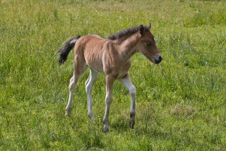 a small brown horse standing on top of a lush green field, hatched pointed ears, colt, 3 4 5 3 1, walking