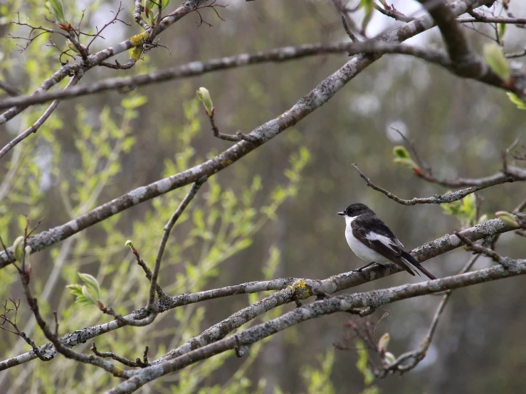 a small bird sitting on top of a tree branch, by Jaakko Mattila, flickr, hurufiyya, mullet, during spring, wide shot photo, large bosum