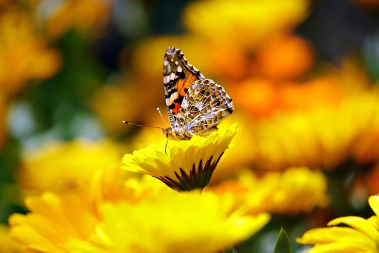 a butterfly sitting on top of a yellow flower, a picture, by Istvan Banyai, romanticism, colorful hd picure, vibrant and colorful, 4k high res, hd —h 1024