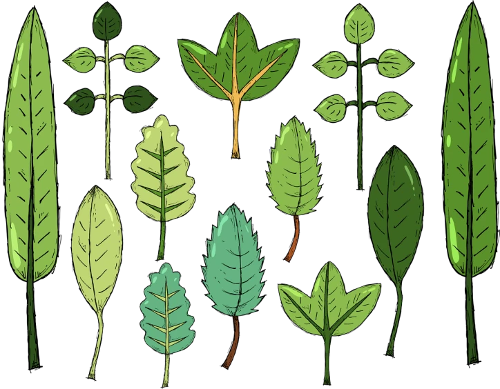 a bunch of green leaves on a black background, an illustration of, shutterstock, naive art, various posed, symmetry illustration, colored sketch, gardening